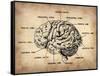 Vintage Brain Map Anatomy-NaxArt-Framed Stretched Canvas