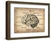 Vintage Brain Map Anatomy-NaxArt-Framed Art Print