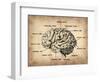 Vintage Brain Map Anatomy-NaxArt-Framed Art Print