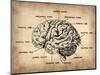 Vintage Brain Map Anatomy-NaxArt-Mounted Art Print