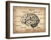 Vintage Brain Map Anatomy-NaxArt-Framed Art Print