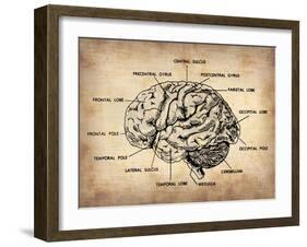 Vintage Brain Map Anatomy-NaxArt-Framed Art Print