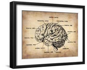 Vintage Brain Map Anatomy-NaxArt-Framed Art Print