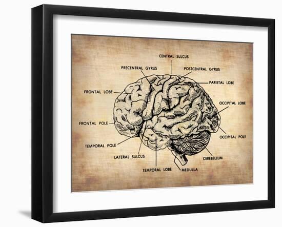 Vintage Brain Map Anatomy-NaxArt-Framed Art Print