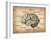 Vintage Brain Map Anatomy-NaxArt-Framed Art Print