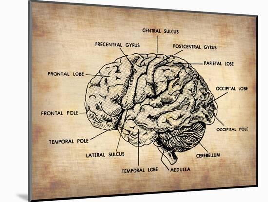 Vintage Brain Map Anatomy-NaxArt-Mounted Art Print