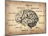 Vintage Brain Map Anatomy-NaxArt-Mounted Art Print