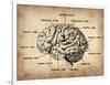 Vintage Brain Map Anatomy-NaxArt-Framed Art Print