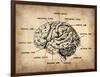 Vintage Brain Map Anatomy-NaxArt-Framed Art Print