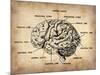 Vintage Brain Map Anatomy-NaxArt-Mounted Art Print