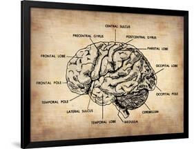 Vintage Brain Map Anatomy-NaxArt-Framed Art Print