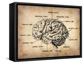 Vintage Brain Map Anatomy-NaxArt-Framed Stretched Canvas