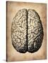 Vintage Brain-NaxArt-Stretched Canvas