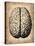 Vintage Brain-NaxArt-Stretched Canvas