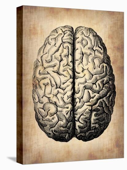 Vintage Brain-NaxArt-Stretched Canvas