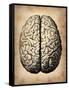 Vintage Brain-NaxArt-Framed Stretched Canvas
