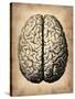 Vintage Brain-NaxArt-Stretched Canvas