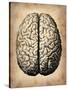 Vintage Brain-NaxArt-Stretched Canvas