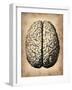 Vintage Brain-NaxArt-Framed Art Print