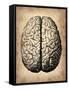 Vintage Brain-NaxArt-Framed Stretched Canvas