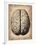 Vintage Brain-NaxArt-Framed Art Print