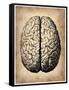 Vintage Brain-NaxArt-Framed Stretched Canvas