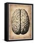 Vintage Brain-NaxArt-Framed Stretched Canvas