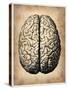 Vintage Brain-NaxArt-Stretched Canvas