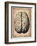 Vintage Brain-NaxArt-Framed Art Print