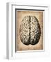 Vintage Brain-NaxArt-Framed Art Print