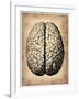 Vintage Brain-NaxArt-Framed Art Print