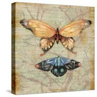 Vintage Butterflies II-Paul Brent-Stretched Canvas