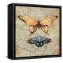 Vintage Butterflies II-Paul Brent-Framed Stretched Canvas