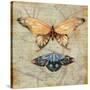 Vintage Butterflies II-Paul Brent-Stretched Canvas