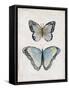 Vintage Butterflies II-Janet Tava-Framed Stretched Canvas