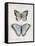 Vintage Butterflies II-Janet Tava-Framed Stretched Canvas