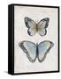 Vintage Butterflies II-Janet Tava-Framed Stretched Canvas