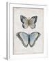 Vintage Butterflies II-Janet Tava-Framed Art Print