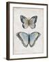 Vintage Butterflies II-Janet Tava-Framed Art Print