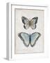 Vintage Butterflies II-Janet Tava-Framed Art Print