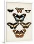 Vintage Butterflies II-Vision Studio-Framed Art Print