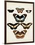 Vintage Butterflies II-Vision Studio-Framed Art Print