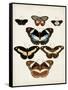 Vintage Butterflies II-Vision Studio-Framed Stretched Canvas