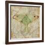 Vintage Butterflies III-Paul Brent-Framed Art Print