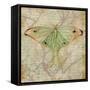 Vintage Butterflies III-Paul Brent-Framed Stretched Canvas