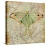 Vintage Butterflies III-Paul Brent-Stretched Canvas