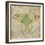 Vintage Butterflies III-Paul Brent-Framed Premium Giclee Print