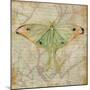 Vintage Butterflies III-Paul Brent-Mounted Premium Giclee Print