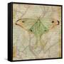 Vintage Butterflies III-Paul Brent-Framed Stretched Canvas