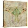 Vintage Butterflies III-Paul Brent-Stretched Canvas